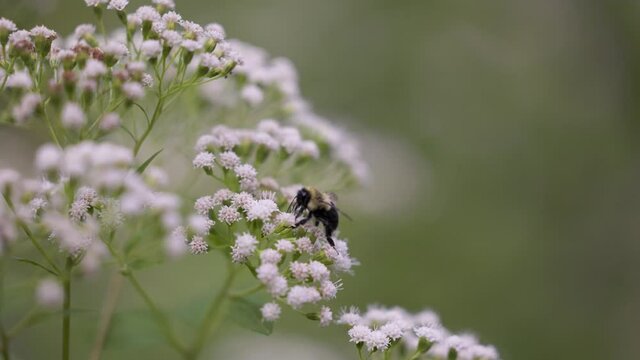 Black and Yellow Bumble Bee lands on White Snakeroot wildflower, collecting nectar and pollen from flowers in the wild, in slow motion, close up view (4K)