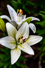 Blooming lilies