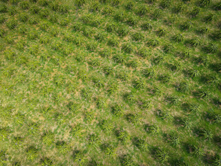 Aerial view of the dragon fruit green fields nature agricultural farm background, top view dragon fruit tree from above of crops in green, Bird's eye view tropical pitaya fruit tree Asian