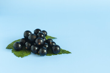 Black currant berries with green leaves on a blue background of kopi space. Black berries and green leaves on a colored background