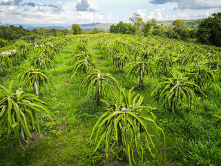 Aerial view of the dragon fruit green fields nature agricultural farm background, top view dragon fruit tree from above of crops in green, Bird's eye view tropical pitaya fruit tree Asian