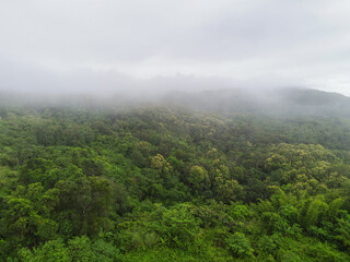 Fototapeta na wymiar Aerial view forest tree environment nature background, mist on green forest top view foggy landscape the hill from above, pine and forest mountain background