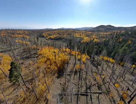 Wide aerial photograph of regrowth and recovery in land ravaged by forest fire