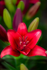 Blooming lilies