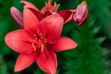 Blooming lilies