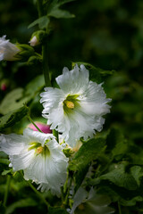 Blooming hollyhock    