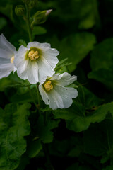 Blooming hollyhock    