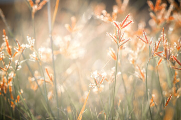 Meadow grass flower on bokeh background and sunshine.