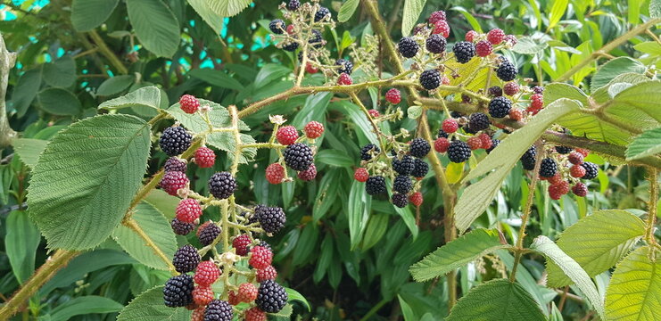 Zarzamora o mora silvestre en la zona rural de Medell&iacute;n, Colombia.