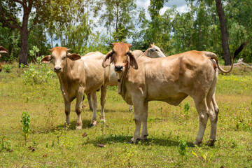 Close up portrait of cow in farm background. Cows standing on the ground with farm agriculture.