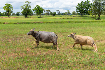 Water Buffalo Standing graze rice grass field meadow sun,  background, clear sky. Landscape scenery, beauty of nature animals concept late summer early autumn day.