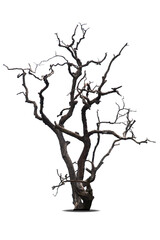 Dead tree isolated on a white background, clipping  path.