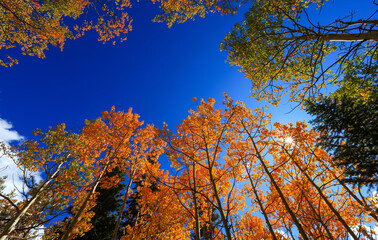 Tall colorful trees in autumn time against blue sky with sun flare.