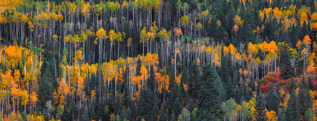 Bright aspen tree forest in Colorado rocky mountains