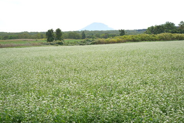 蕎麦畑と羊蹄山