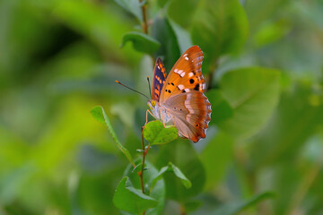 葉っぱにとまったコムラサキ © FUJIOKA Yasunari