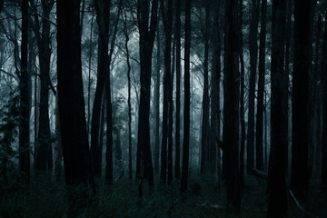 Obraz premium forest in fog