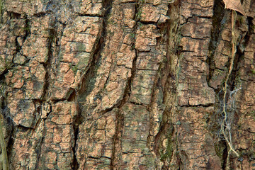 tree bark texture