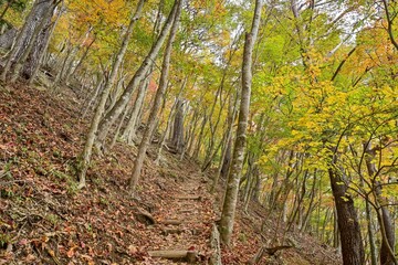 Fototapeta premium 本栖湖の富士山展望台に登る遊歩道の晩秋の情景＠山梨