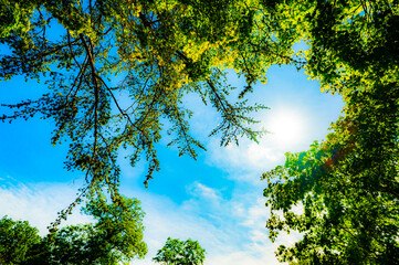 Sun and sky with wood