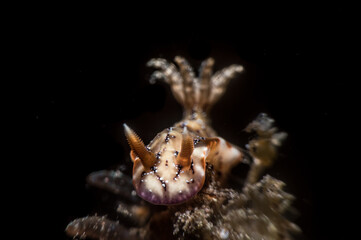 Nudibranch with scientific name Hypselodoris krakatoa