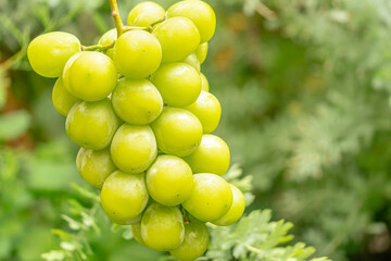 シャインマスカットのアップ/ぶどう、グレープ/ブドウ農家、ぶどう狩り