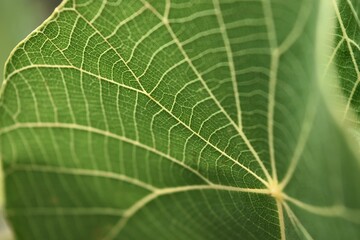 leaf macro
