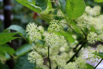 田舎道　山ウドの花　風景　秋
