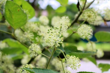田舎道　山ウドの花　風景　秋