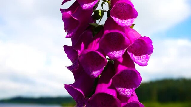 Colourful pink foxglove flowers gently blowing in sunny breeze as bee enters for pollen