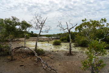 Wetlands landscape with dead mangrove trees and stagnant water. 