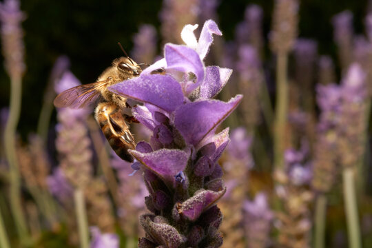 close up de abeja polinizando flores de lavanda, fotografia macro