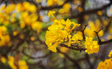 yellow autumn leaves