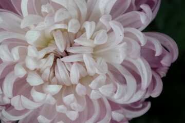 Cu big pink chrysanthemums in the park