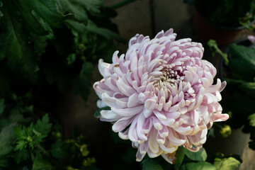 Cu big pink chrysanthemums in the park