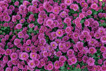 Fototapeta premium All kinds of small chrysanthemums form a very personalized flower wall