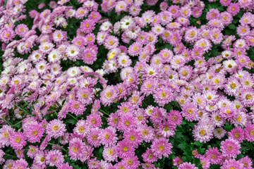 All kinds of small chrysanthemums form a very personalized flower wall