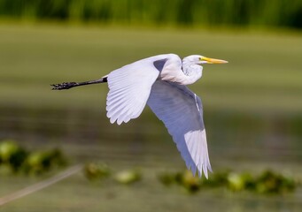 Great white heron