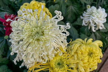The yellow chrysanthemums with slender petals opened
