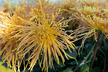 The red and yellow chrysanthemums with long and thin petals are in full bloom