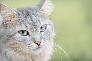 Naklejka na ściany i meble Portrait of beautiful cat. Gray fluffy kitty with green eyes on natural background, selective focus