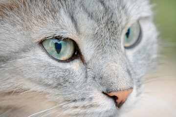 Portrait of beautiful cat. Gray fluffy kitty with green eyes on natural background, selective focus