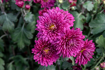 Obraz premium Autumn is coming, and the pink and purple chrysanthemums in the wild are in bloom