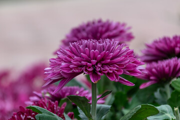 Obraz premium Autumn is coming, and the pink and purple chrysanthemums in the wild are in bloom