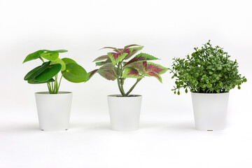 Natural green plants and flowers, Fejka, Round-leaved pellet, Thyme in white flower pots isolated on white background