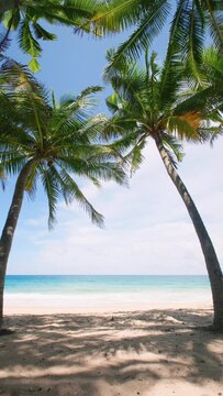 Vertical footage.  Phuket island Thailand famous tourist destination Andaman Holiday vacation summer concept. Coconut palm tree on the beach. Coconut palm tree on beautiful Tropical seashore scenic