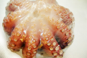 fresh raw octopus for food in vacuum packaging selective focus