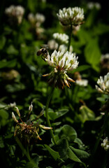 Bee in flight approaching a clover flower.