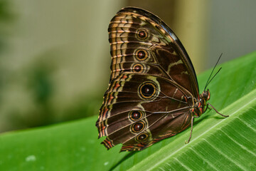 Close up de hermosa mariposa posada sobre una hoja