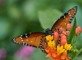 Close up de hermosa mariposa posada sobre una hoja
